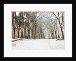 Snow covered footpath in the forest by Assaf Frank